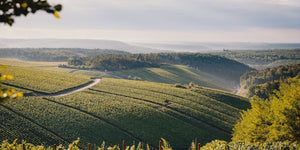 The Rise of Grower Champagnes