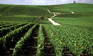 Grower Champagne vs House Champagne: An Artisan in the Making