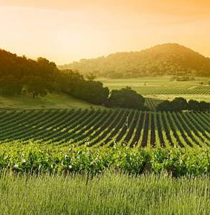 Napa Valley and Cabernet Sauvignon