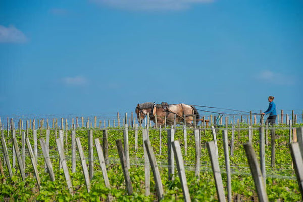 The Art of Biodynamic Blending: Crafting Wines with Balance and Harmony
