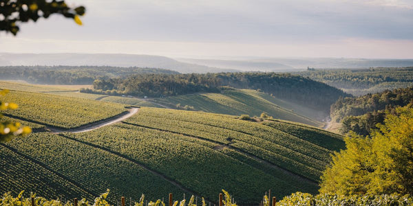 The Rise of Grower Champagnes
