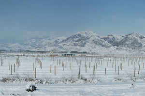 Jia Bei Lan's Story: China's pride from the eastern foothills of Helan Mountain