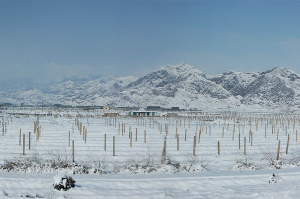 Jia Bei Lan's Story: China's pride from the eastern foothills of Helan Mountain