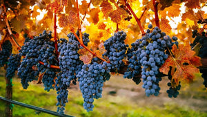 Cabernet Sauvignon in Autumn