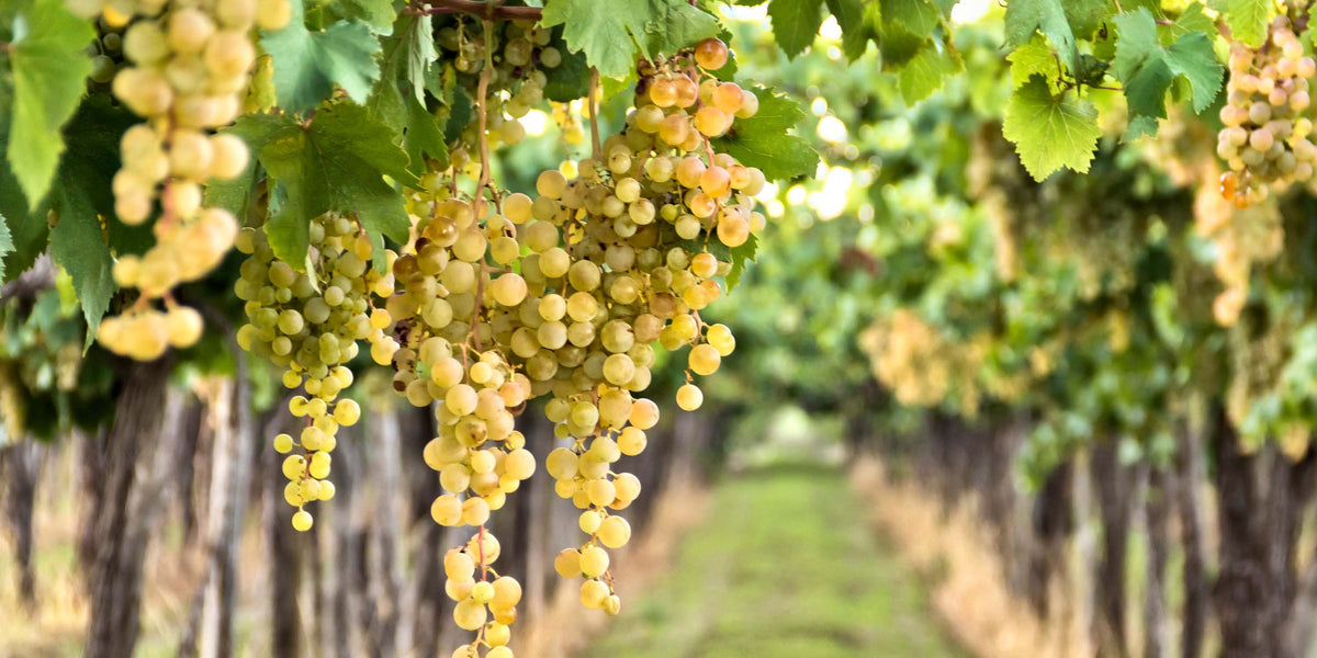 Dry vs Sweet Riesling: How to Tell the Difference and Find Your Perfect ...