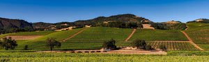 Why Does Napa Valley Make Such Great Wines?
