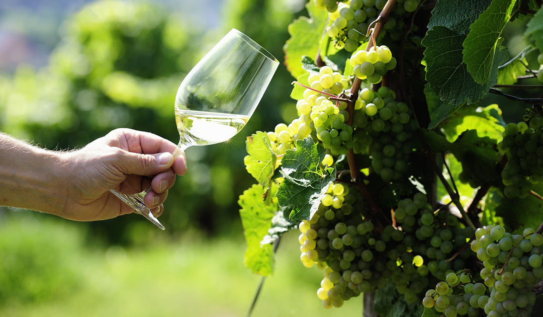 5 Best Riesling To Try This Summer 2025 - Recommendations, Reviews ...
