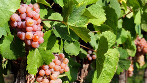 Pinot Grigio Vines