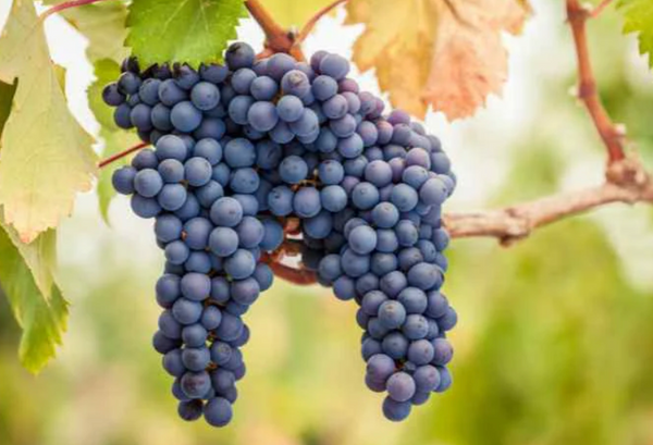 Pinot Noir vs Merlot: What’s the Difference?