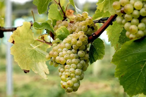 Unconventional Grape