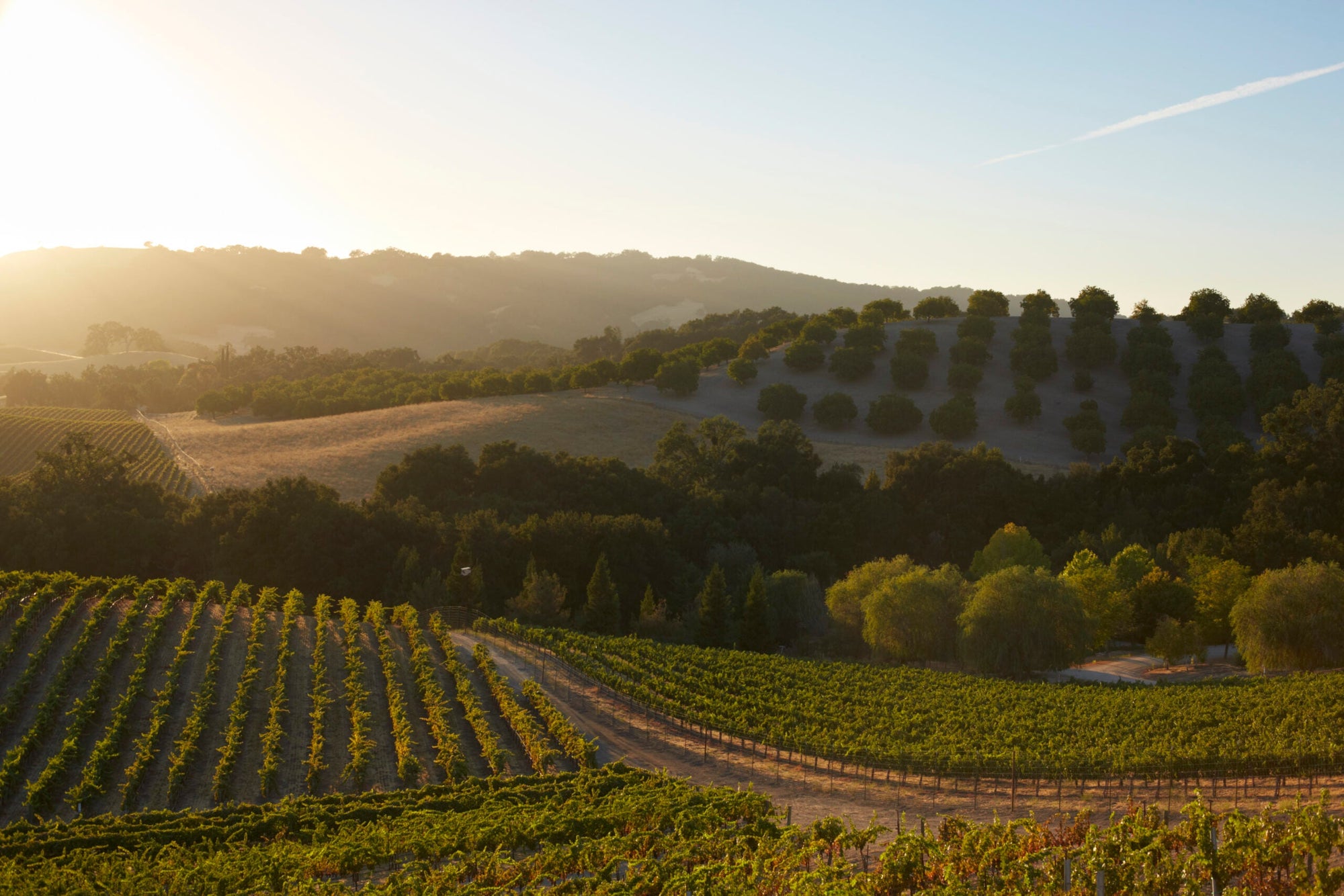 Paso Robles