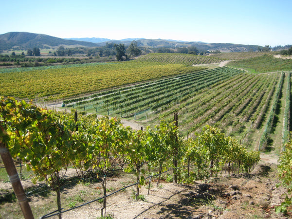 Sta. Rita Hills